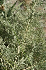 Artemisia taurica
