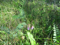 Vicia nervata