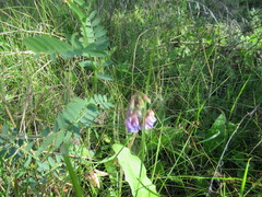 Vicia nervata