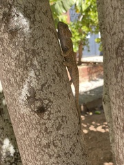 Chamaeleo chamaeleon chamaeleon