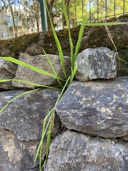 Poaceae