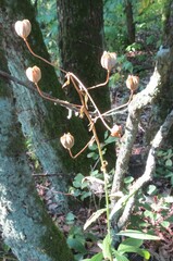 Lilium martagon