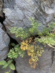 Cyclospermum leptophyllum