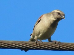 Passer melanurus melanurus