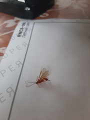 Ichneumonoidea