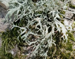Ramalina fastigiata