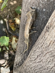 Chamaeleo chamaeleon chamaeleon
