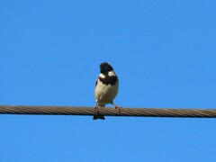 Passer melanurus melanurus