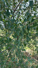 Prunus mahaleb