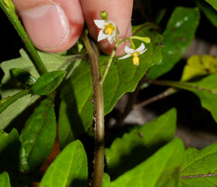 Solanum americanum