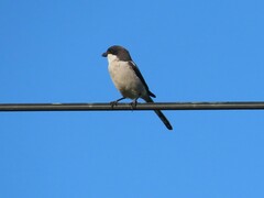 Lanius collaris collaris