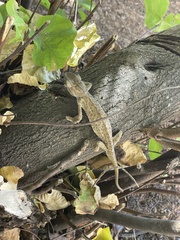 Chamaeleo chamaeleon chamaeleon