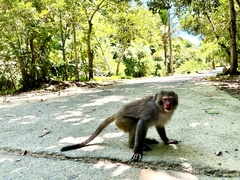Macaca cyclopis