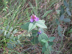 Vicia unijuga