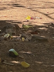 Chamaeleo chamaeleon chamaeleon