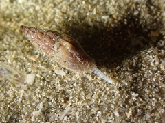 Conoidea