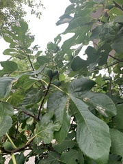 Ficus