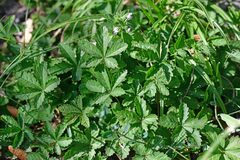 Potentilla reptans