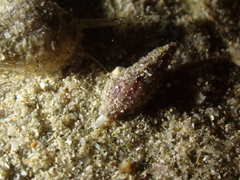 Conoidea