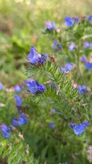 Echium vulgare