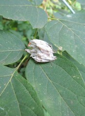 Yponomeuta evonymella