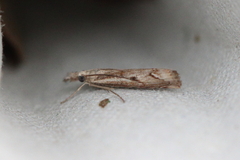 Agriphila geniculea