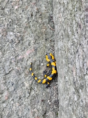 Salamandra salamandra