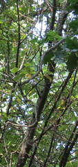 Aegithalos caudatus