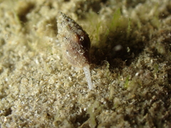 Conoidea