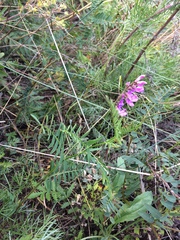 Vicia nervata