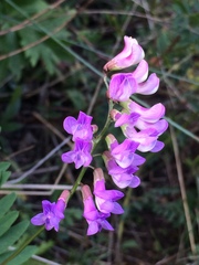 Vicia nervata