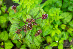 Ageratum