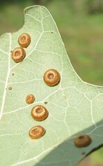 Neuroterus numismalis