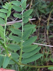 Vicia nervata