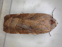 Noctua fimbriata