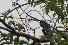 Coccyzus melacoryphus