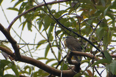 Coccyzus melacoryphus