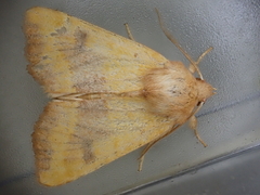 Atethmia centrago