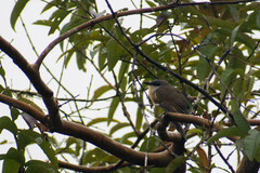 Coccyzus melacoryphus