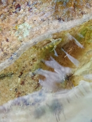 Coryphoblennius galerita