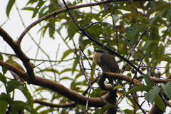 Coccyzus melacoryphus