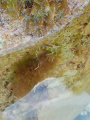 Coryphoblennius galerita