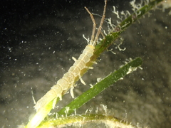 Idotea linearis
