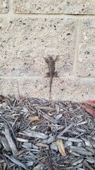 Sceloporus occidentalis