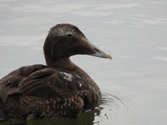 Somateria mollissima