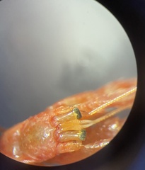 Pagurus bernhardus