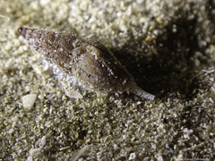 Conoidea