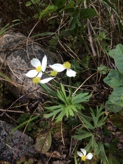 Anemonastrum crinitum
