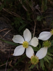 Anemonastrum crinitum