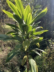 Cordyline